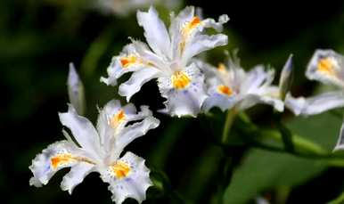 蝴蝶花语，蝴蝶花语是什么？