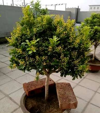 老桩米兰花养殖方法，如何养殖米兰花