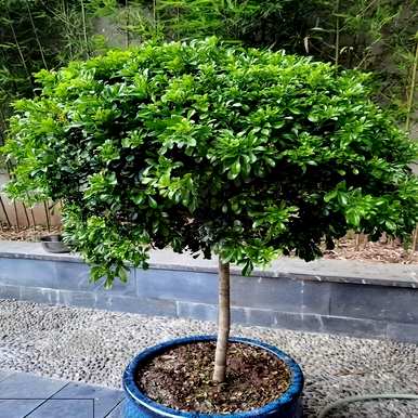 老桩米兰花养殖方法，如何养殖米兰花
