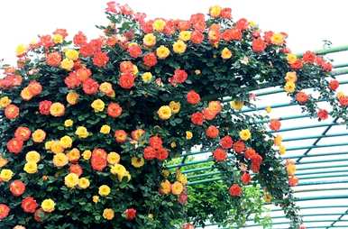 月季花好养吗？藤月季花怎么养？