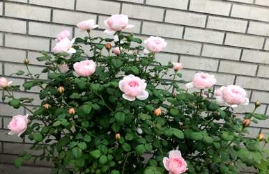 月季花好养吗？藤月季花怎么养？
