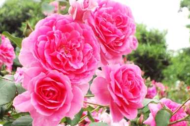 月季花好养吗？藤月季花怎么养？