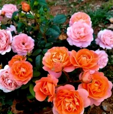 月季花好养吗？藤月季花怎么养？
