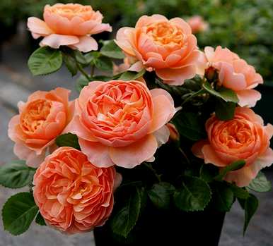 月季花好养吗？藤月季花怎么养？