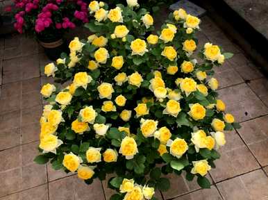 月季花好养吗？藤月季花怎么养？