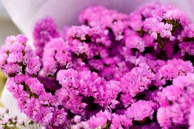 花语是什么样的花，蓝色是什么样的花语？