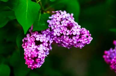 丁香花代表什么象征意义，丁香花的寓意和象征作文