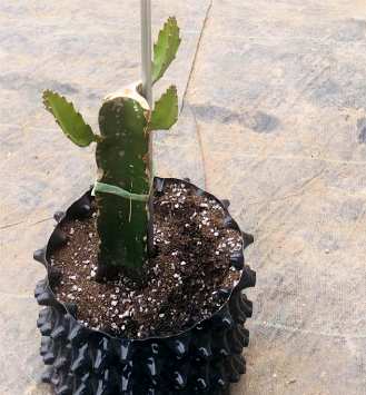 怎样种火龙果盆栽，怎样种火龙果盆栽？