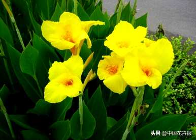 什么是美人蕉花语，美人蕉花语和传说的区别？