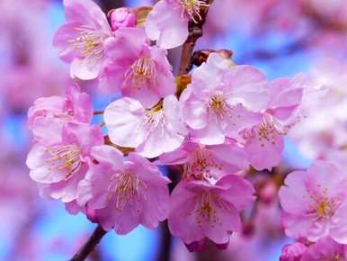 樱花种子发芽多久，蓝樱花何时发芽开花？