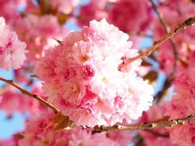 樱花种子发芽多久，蓝樱花何时发芽开花？
