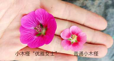 芙蓉的花语是永恒的爱，芙蓉的花语和象征意义