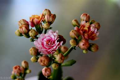 冬天长寿花边干枯，长寿花叶边干枯怎么回事？