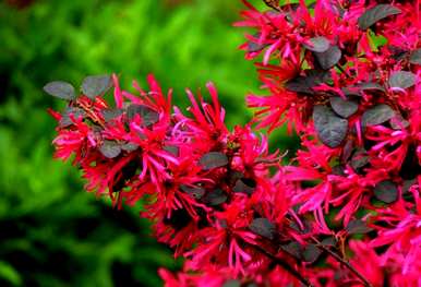 5月份红花继木球种植成活率高吗？红花继木球怎么种？