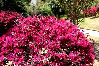 5月份红花继木球种植成活率高吗？红花继木球怎么种？