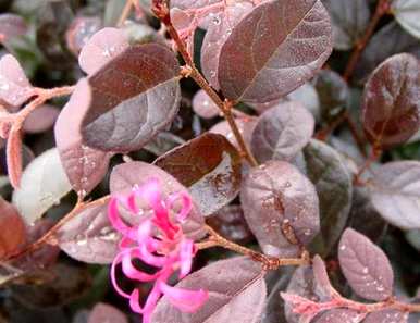 5月份红花继木球种植成活率高吗？红花继木球怎么种？
