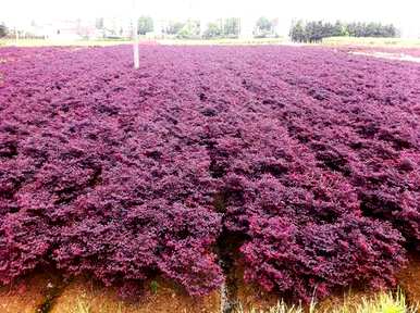 5月份红花继木球种植成活率高吗？红花继木球怎么种？