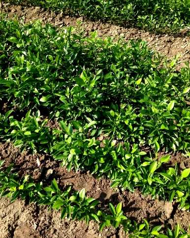 香泡是常绿植物还是落叶植物，香泡是什么植物？