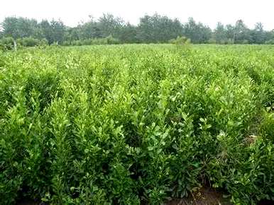 香泡是常绿植物还是落叶植物，香泡是什么植物？
