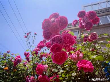 月季花的种类图片名称