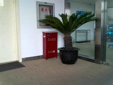 小铁树摆放十大禁忌。养铁树有什么禁忌？