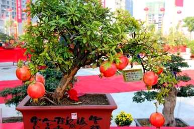 八月移栽石榴树能活吗？