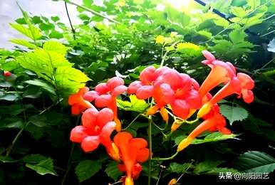 凌霄花开花时间、开花时间和方法