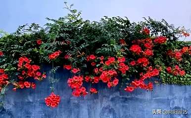 凌霄花开花时间、开花时间和方法