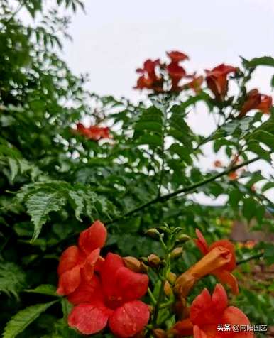 凌霄花开花时间、开花时间和方法