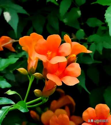 凌霄花开花时间、开花时间和方法
