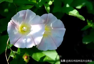 碗花和牵牛花有什么区别？碗花种子和牵牛花种子有什么区别？