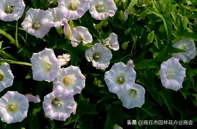 碗花和牵牛花有什么区别？碗花种子和牵牛花种子有什么区别？