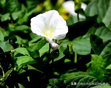 碗花和牵牛花有什么区别？碗花种子和牵牛花种子有什么区别？