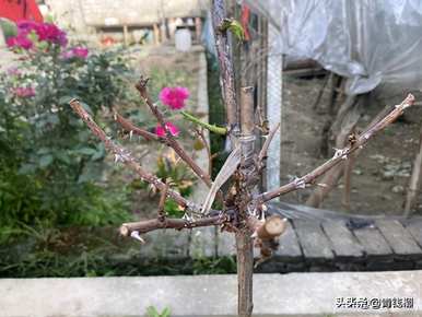 如何在冬天修剪高杆棒棒糖月季？如何修剪高杆月季？