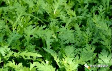 菊花种子的种植方法，如何种植菊花种子？