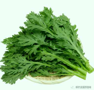 菊花种子的种植方法，如何种植菊花种子？