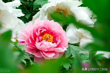 洛阳牡丹花何时开放，洛阳牡丹花何时开始种植