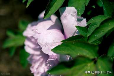 洛阳牡丹花何时开放，洛阳牡丹花何时开始种植