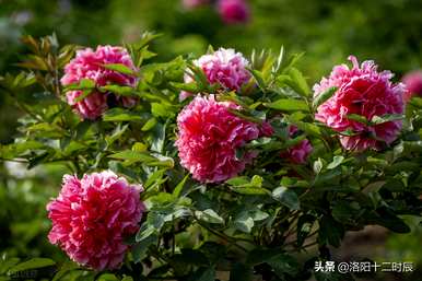 洛阳牡丹花何时开放，洛阳牡丹花何时开始种植