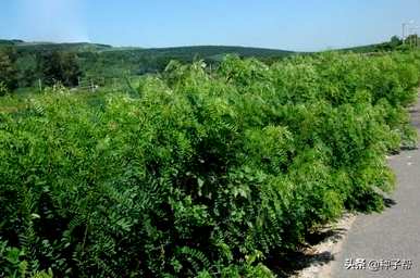 黄埔区紫穗槐绿化树种植基地紫穗槐种植技术与管理