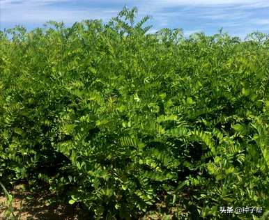 黄埔区紫穗槐绿化树种植基地紫穗槐种植技术与管理