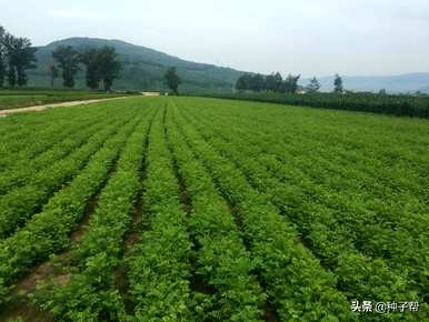 黄埔区紫穗槐绿化树种植基地紫穗槐种植技术与管理