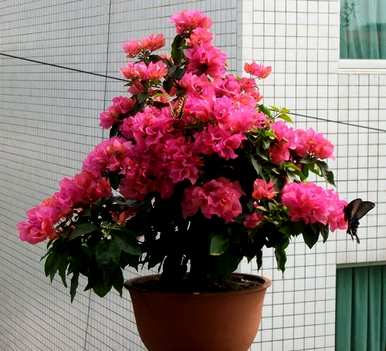 三角梅只有叶子不开花，三角梅有毒吗？