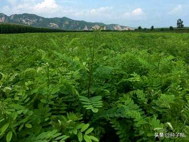 黄埔区紫穗槐绿化树种植基地紫穗槐种植技术与管理