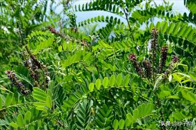 黄埔区紫穗槐绿化树种植基地紫穗槐种植技术与管理