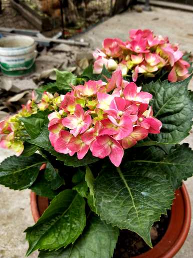 绣球花养了三年为什么不开花？绣球花怎么养才能开花？