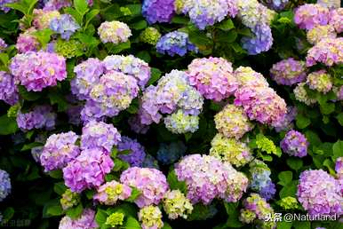 家里养绣球花好吗？家里养绣球花皮肤会痒吗？
