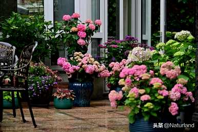 家里养绣球花好吗？家里养绣球花皮肤会痒吗？