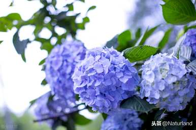 家里养绣球花好吗？家里养绣球花皮肤会痒吗？