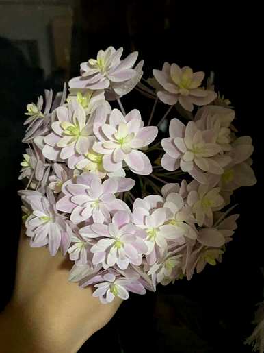 绣球花养了三年为什么不开花？绣球花怎么养才能开花？